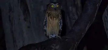 Image related to Guided Local Wildlife Night Walk