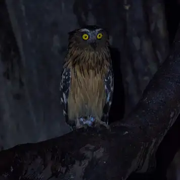 Image related to Guided Local Wildlife Night Walk