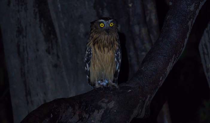 Guided Local Wildlife Night Walk
