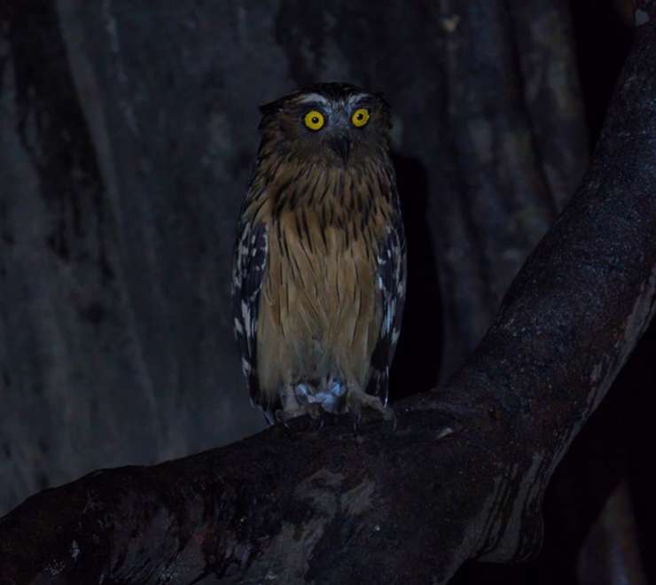 Guided Local Wildlife Night Walk