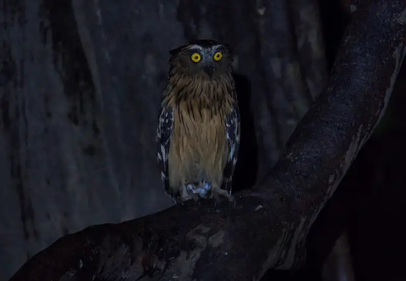 Guided Local Wildlife Night Walk