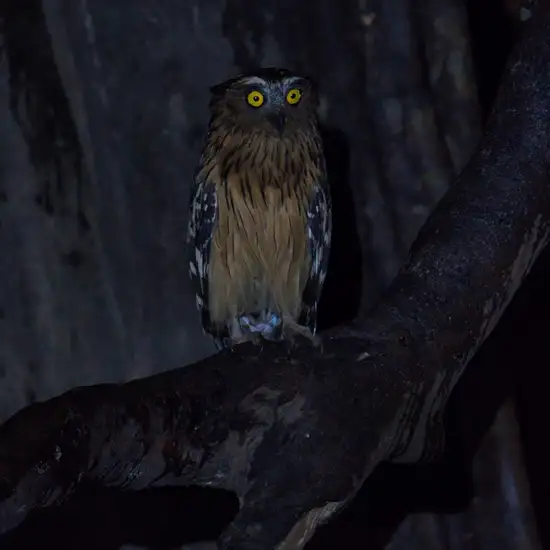 Image related to Guided Local Wildlife Night Walk