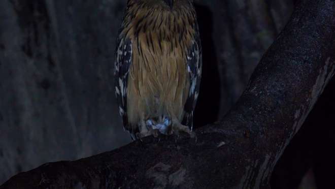 Enjoy a Guided Local Wildlife Night Walk