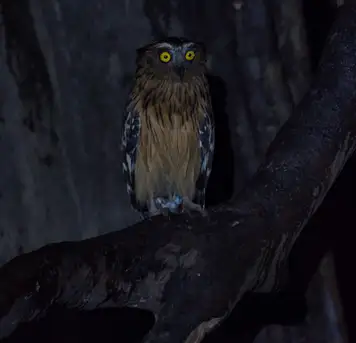 Image related to Guided Local Wildlife Night Walk