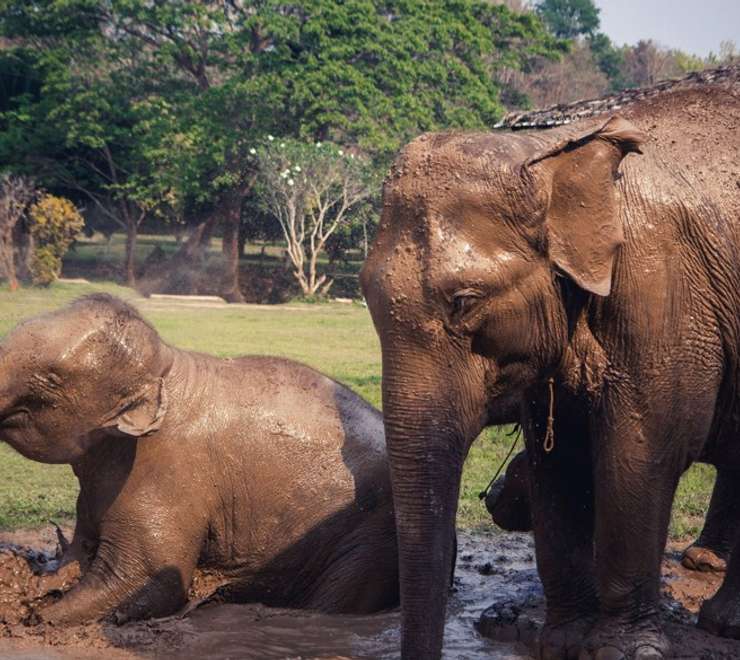 Rescued and Rehabilitated