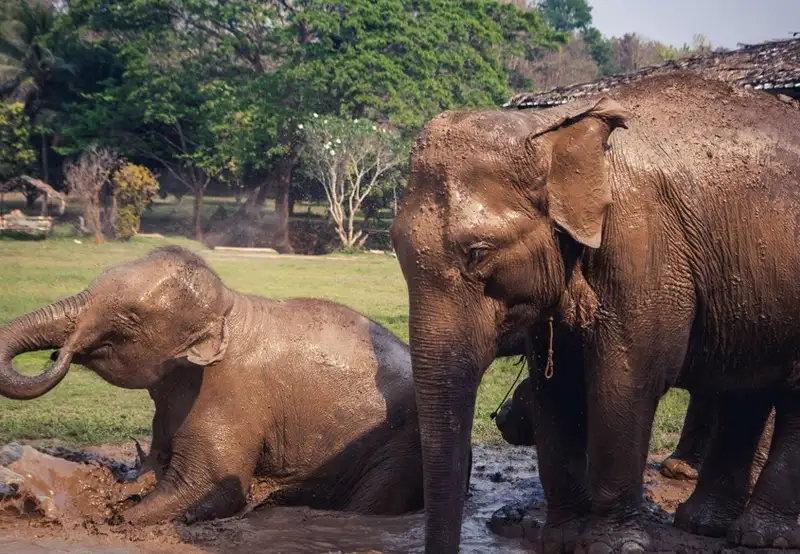 Rescued and Rehabilitated