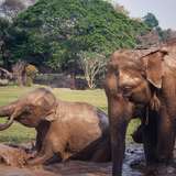 Image related to Rescued and Rehabilitated