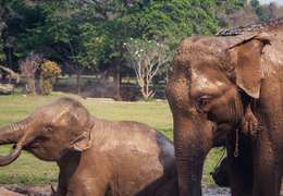 IgluCruise.Application.ViewModels.Shared.WebImageViewModel?.Description