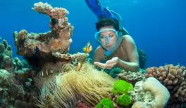 Image related to Cairns - Full Day Reef Magic Outer Great Barrier Reef