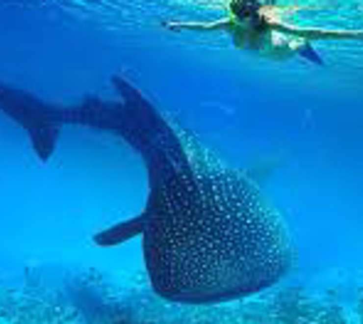 Swim with Whale Sharks