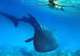 Swim with Whale Sharks