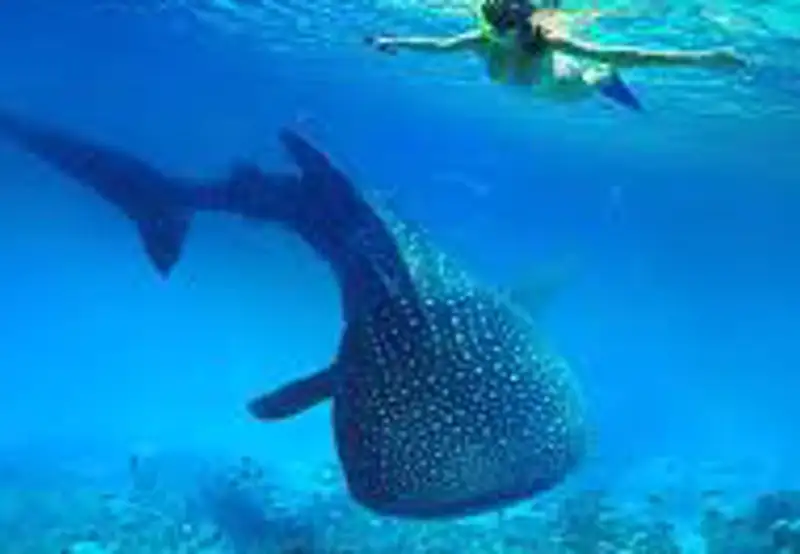 Swim with Whale Sharks