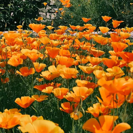 Image related to Nature Reserve 