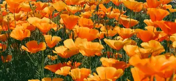 Image related to Nature Reserve 