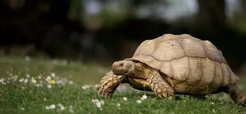 Image related to Lemuria Land