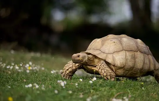 Image related to Lemuria Land