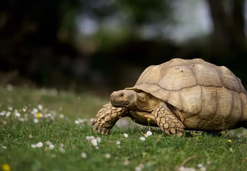 Image related to Lemuria Land