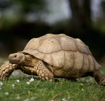 Image related to Lemuria Land