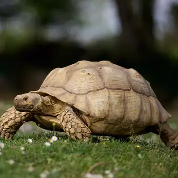 Image related to Image related to Lemuria Land