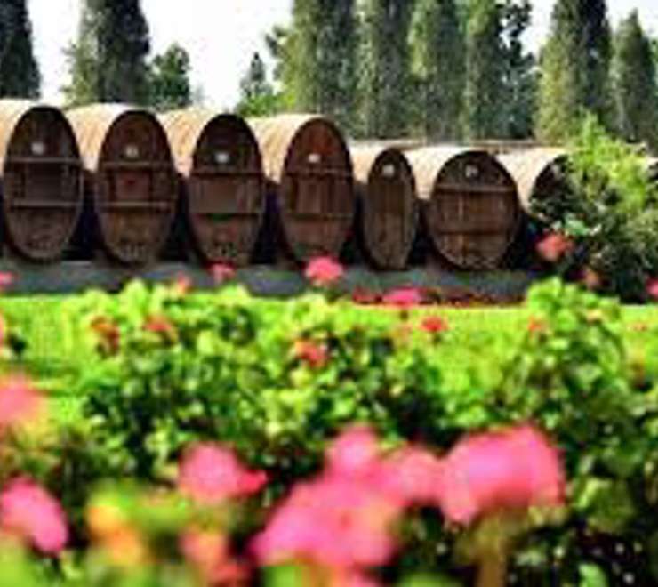 Pisco Distillery & Vineyard Tours