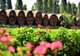 Pisco Distillery & Vineyard Tours