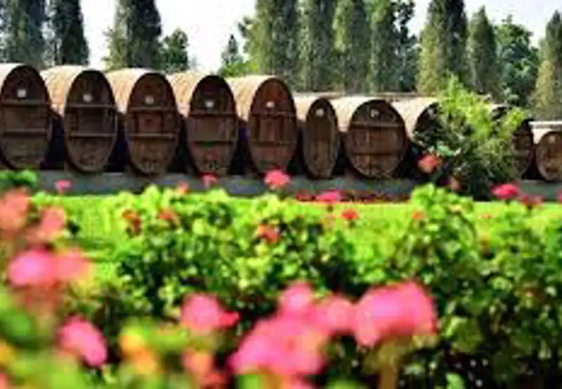 Pisco Distillery & Vineyard Tours