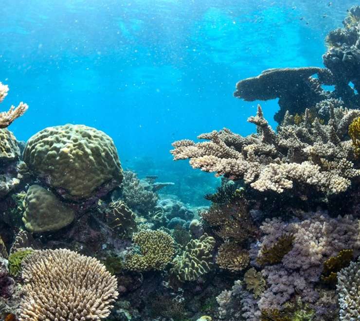 Cades Reef