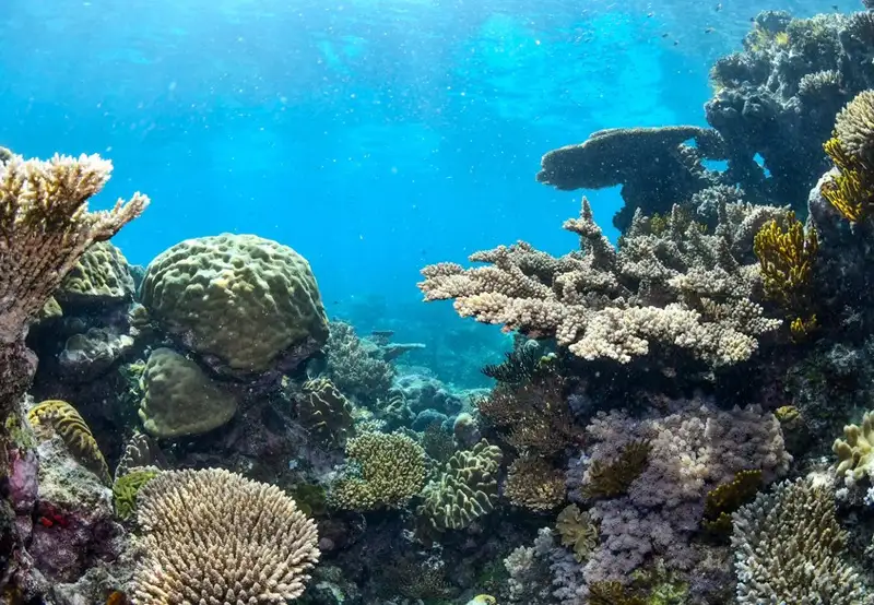 Cades Reef
