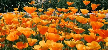 Image related to Bonnet House Museum