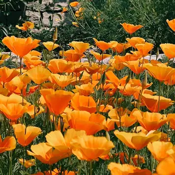 Image related to Bonnet House Museum