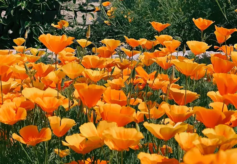Bonnet House Museum