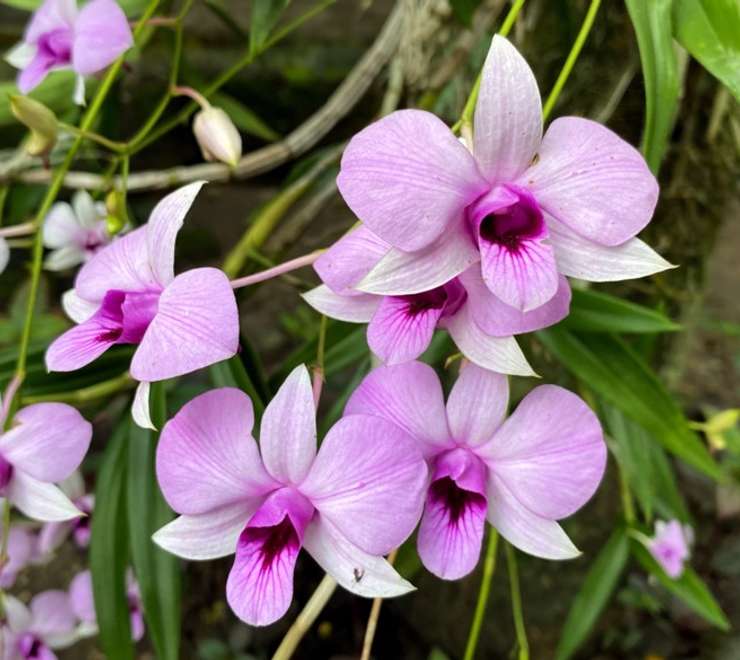 Cooktown Botanical Gardens