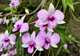 Cooktown Botanical Gardens