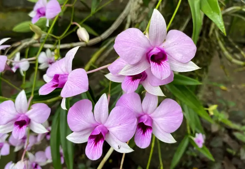 Cooktown Botanical Gardens