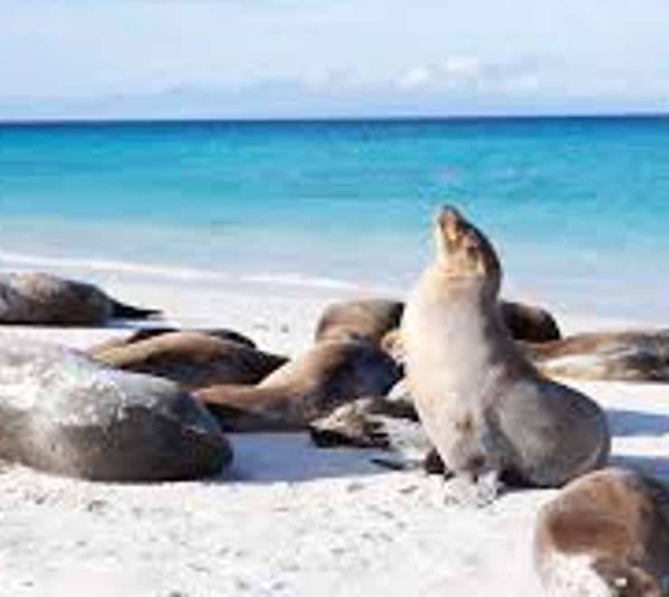 Walk the Sea Lion Coast