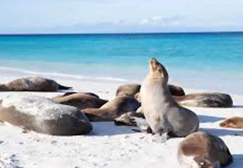 Walk the Sea Lion Coast