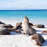 Image related to Walk the Sea Lion Coast