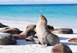 IgluCruise.Application.ViewModels.Shared.WebImageViewModel?.Description