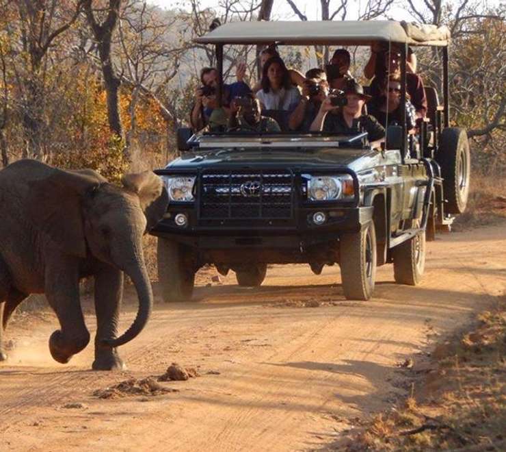 Welgevonden Game Reserve - Afternoon Game Drive