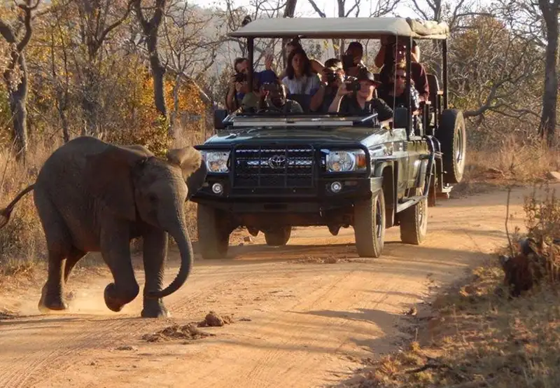 Welgevonden Game Reserve - Afternoon Game Drive