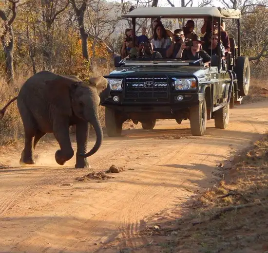 Image related to Welgevonden Game Reserve - Afternoon Game Drive