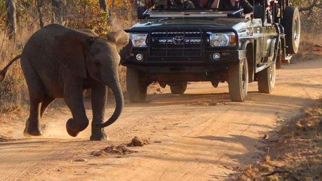 Enjoy an Afternoon Game Drive at Welgevonden Game Reserve 
