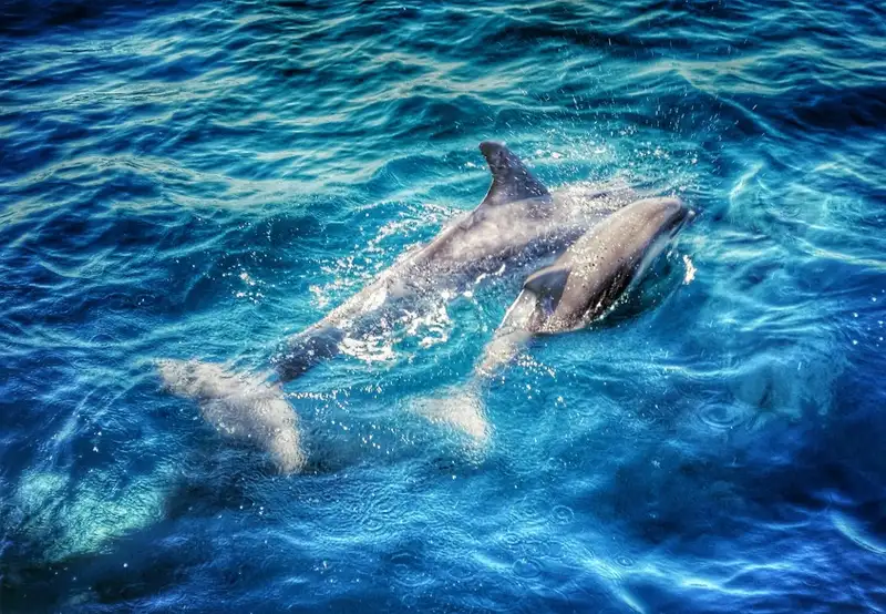 Marine Adventures