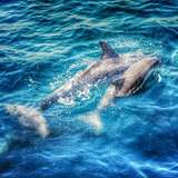 Image related to Marine Adventures