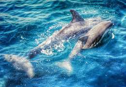 IgluCruise.Application.ViewModels.Shared.WebImageViewModel?.Description