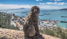 Image related to Upper Rock Nature Reserve Gibraltar