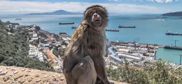 Image related to Upper Rock Nature Reserve Gibraltar