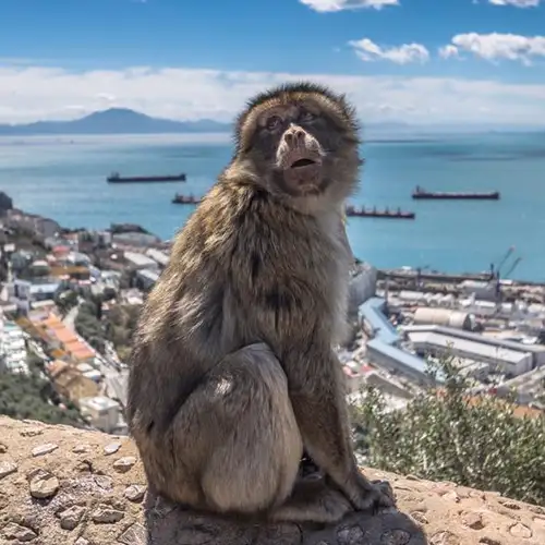 Image related to Upper Rock Nature Reserve Gibraltar