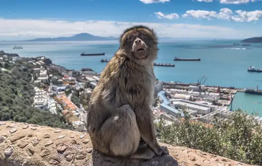 Image related to Upper Rock Nature Reserve Gibraltar