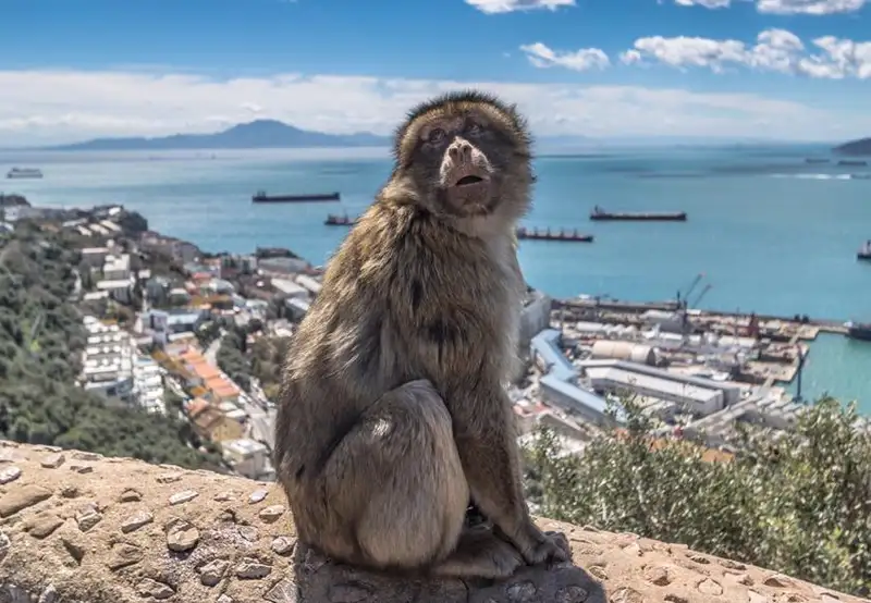 Upper Rock Nature Reserve Gibraltar